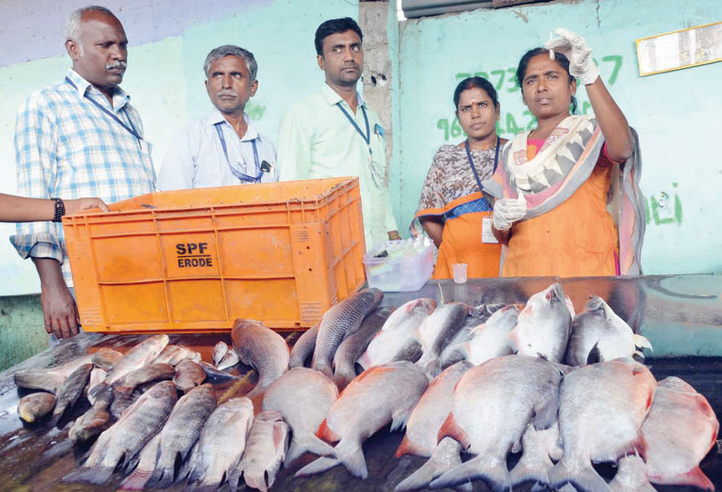 விற்பனைக்கு கொண்டு வரப்பட்ட மீன்களில் ‘பார்மலின்’ ரசாயனம் கலப்பு இல்லை