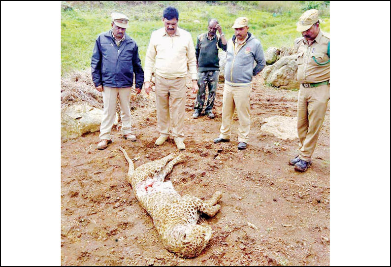 ஊட்டி அருகே கரடியுடன் சண்டையிட்ட சிறுத்தைப்புலி சாவு