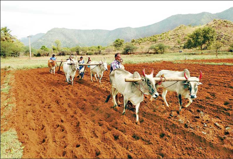 பட்டிவீரன்பட்டி பகுதியில் மழை: மானாவாரி நிலங்களில் விவசாய பணிகள் தீவிரம்