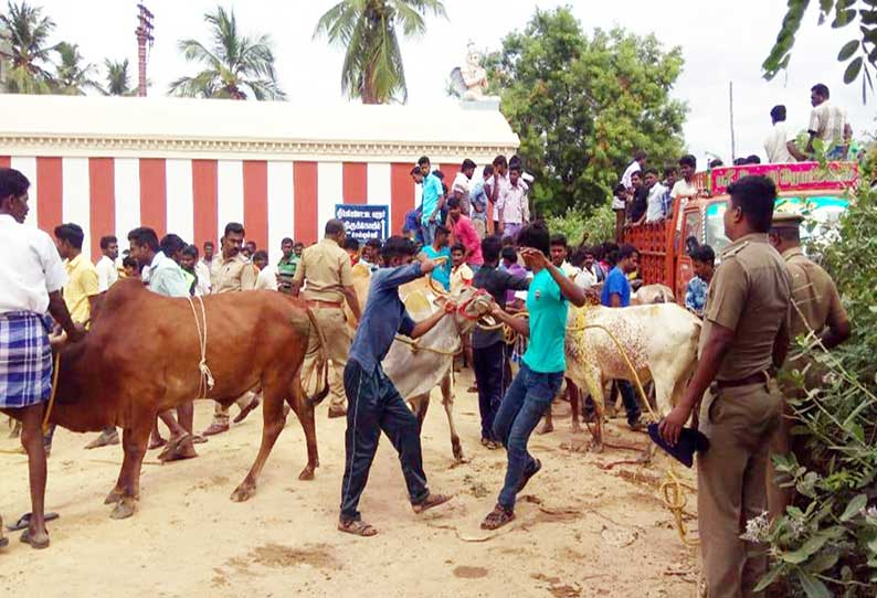 படவேட்டில் அனுமதியின்றி காளை விடும் திருவிழா நடத்த முயற்சி: போலீசார் தடை