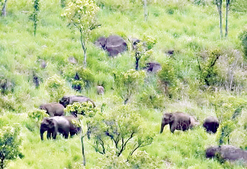 கொடைக்கானல் பகுதியில் விளைநிலங்களுக்குள் புகுந்த காட்டு யானைகள்