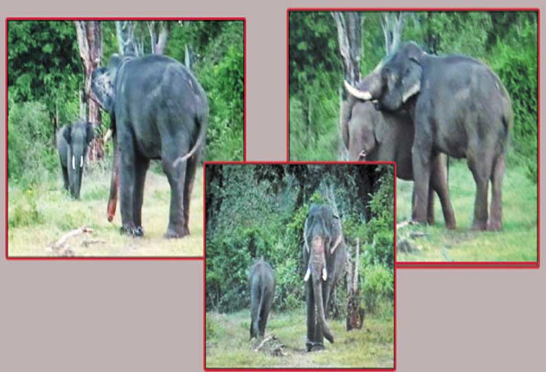 தேவாரம் பகுதியில் அட்டகாசம் செய்யும் காட்டுயானையை பிடிக்க பயிற்சி பெற்ற கும்கி யானைகள்: அதிகாரி தகவல்