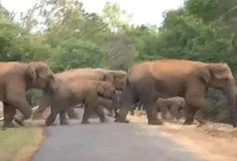 பழனி-கொடைக்கானல் மலைப்பாதையில் யானைகள் நடமாட்டம்: வாகன ஓட்டிகளுக்கு வனத்துறை எச்சரிக்கை