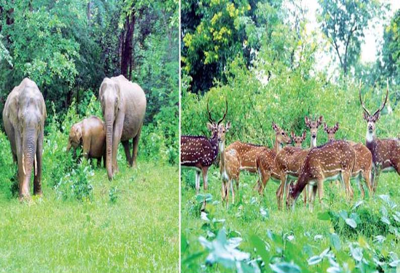 முதுமலையில் வனவிலங்குகள் நடமாட்டம் அதிகரிப்பு, சுற்றுலா பயணிகள் மகிழ்ச்சி