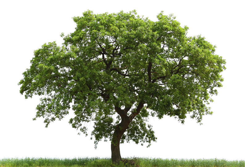 மரம் செய்ய விரும்பு