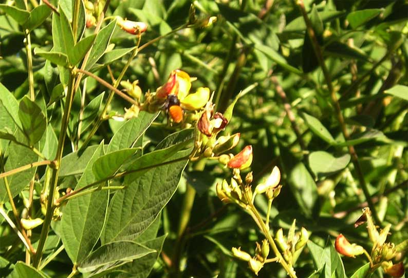 துவரை பயிரை தாக்கும் பூச்சிகள் மற்றும் பருவங்கள்