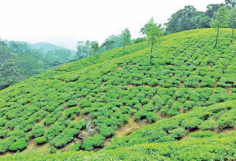 மாஞ்சோலைக்கு செல்ல வாகன நுழைவு கட்டணம் இருமடங்கு உயர்வு சுற்றுலா பயணிகள் அதிர்ச்சி