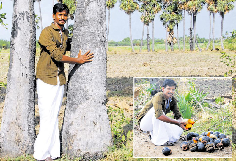 பனை காக்கும் பட்டதாரி