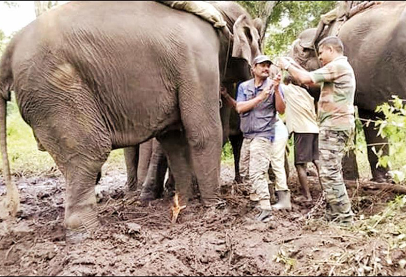 துப்பாக்கியால் சுடப்பட்ட காட்டு யானைக்கு ‘கும்கி’கள் உதவியுடன் மருத்துவர்கள் சிகிச்சை