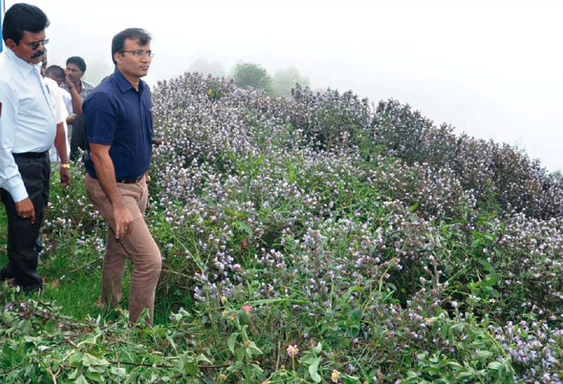 குறிஞ்சி விழா நடத்துவது குறித்த ஆலோசனை கூட்டம் - கலெக்டர் தலைமையில் நடந்தது