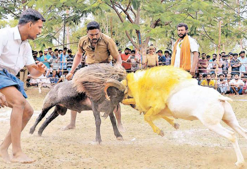 சீறிப்பாயும் செல்ல கிடாக்கள் ஆவேசமாக மோதி அதிரடியாய் பரிசுகளை குவிக்கின்றன