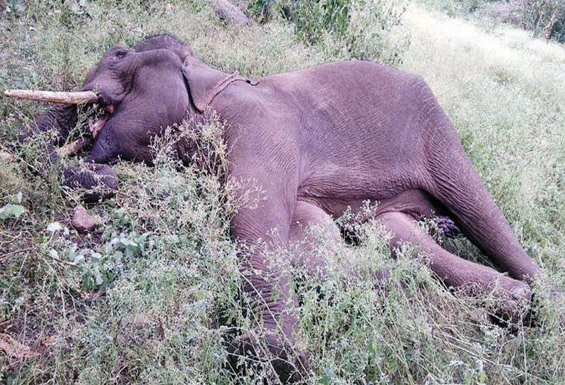 பர்கூர் வனப்பகுதியில் இறந்து கிடந்த யானை உடலுக்கு மலர் தூவி மலைக்கிராம மக்கள் அஞ்சலி