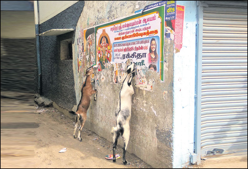 தீவனங்கள் கிடைக்காததால் சுவரொட்டிகள், பிளாஸ்டிக் கழிவுகளை தின்னும் கால்நடைகள்