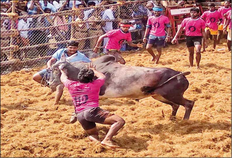 சிவகாசி அருகே மஞ்சுவிரட்டில் 135 காளைகள் சீறிப்பாய்ந்தன