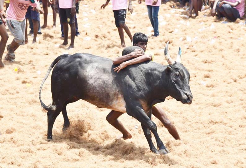 கொளத்தூரில் ஜல்லிக்கட்டு; 8 பேர் காயம்