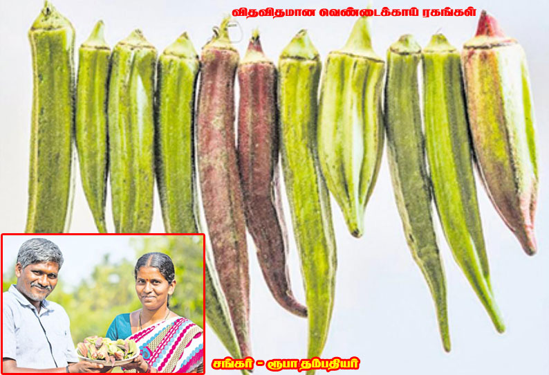 காய்க்கிறது ‘கலர் வெண்டைக்காய்’