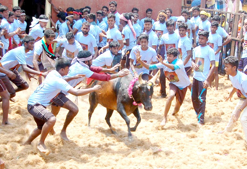 பூங்குடியில் ஜல்லிக்கட்டு: சீறிப்பாய்ந்து வந்த காளைகள் முட்டியதில் 10 பேர் காயம்