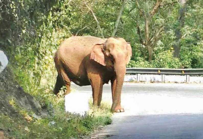 காட்டு யானைகளை தொந்தரவு செய்தால் கடும் நடவடிக்கை சுற்றுலா பயணிகளுக்கு வனத்துறையினர் எச்சரிக்கை