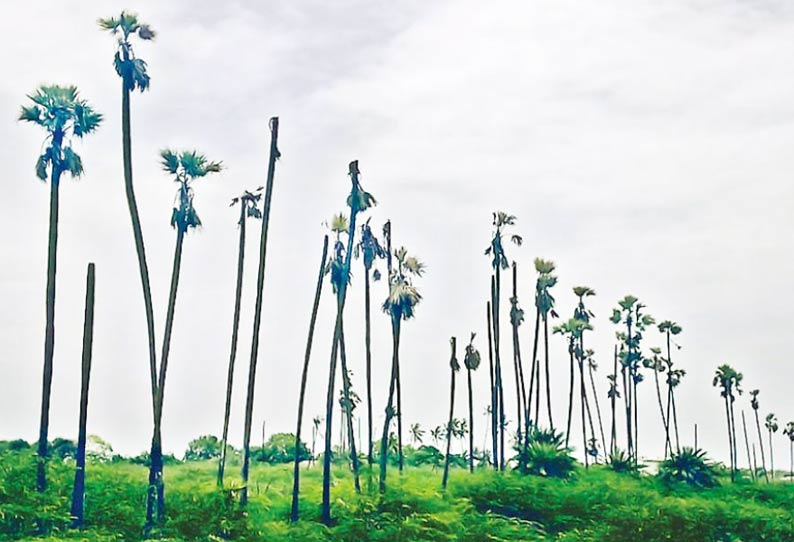 திருமருகல் ஒன்றியத்தில் வறட்சியால் காய்ந்த பனைமரங்கள் விவசாயிகள் கவலை