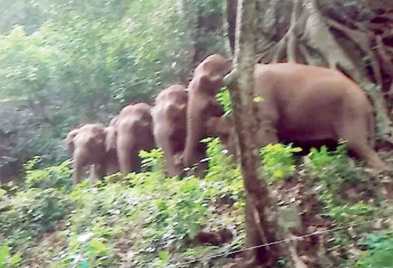 குன்னூர்– மேட்டுப்பாளையம் சாலையில் காட்டுயானைகள் நடமாட்டம்; வாகன ஓட்டிகள் பீதி