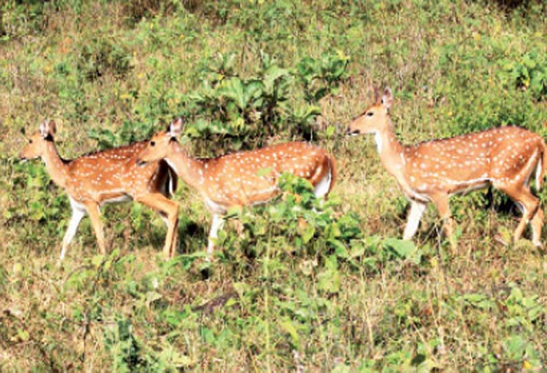 மழை பெய்யாததால் கடும் வறட்சி சுந்தனேந்தல் வனப்பகுதியில் இருந்து இடம்பெயரும் மான்கள்