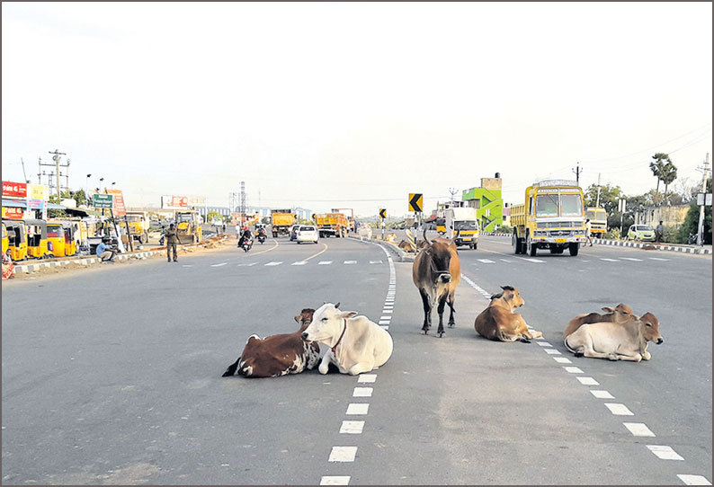 சாலையில் பொதுமக்களுக்கு இடையூறாக படுத்திருக்கும் மாடுகள்