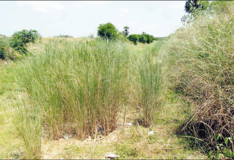 காவிரியில் தண்ணீர் திறப்பதற்கு முன்பு ஆறு, பாசன வாய்க்கால்களை சீரமைக்க வேண்டும்: விவசாயிகள் கோரிக்கை