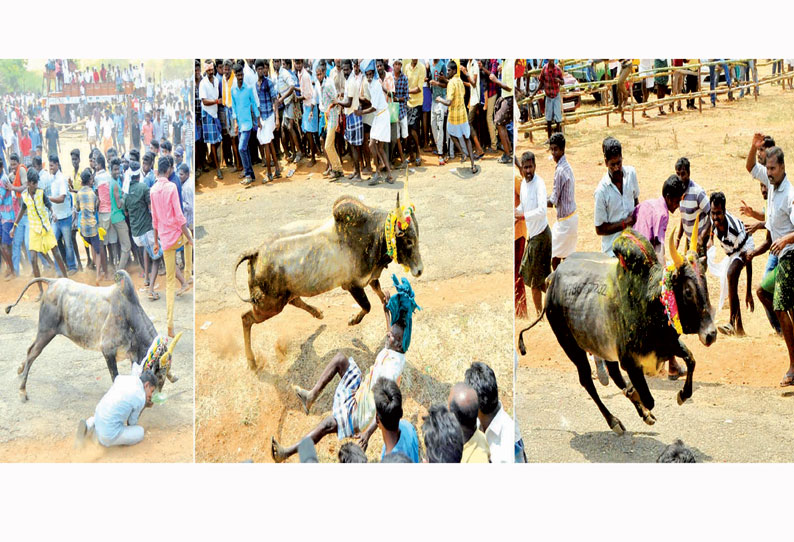 அரளிப்பாறை மஞ்சுவிரட்டு 500 காளைகள் சீறிப்பாய்ந்தன