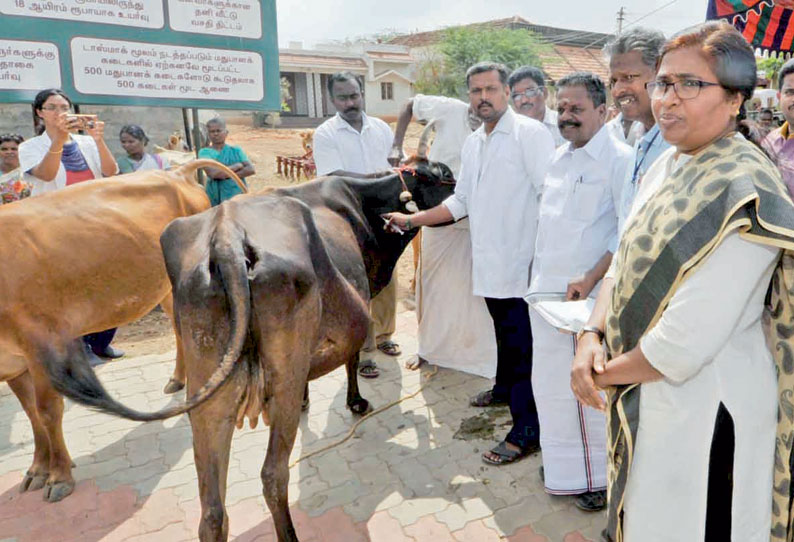 2 லட்சத்து 8 ஆயிரம் கால்நடைகளுக்கு கோமாரி தடுப்பூசி போட நடவடிக்கை