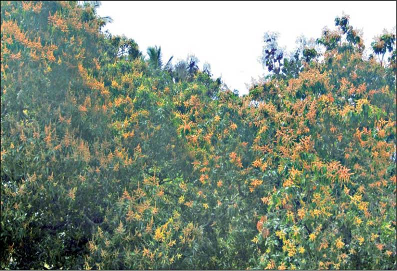 நத்தம் பகுதிகளில் பூத்துக்குலுங்கும் மாமரங்கள்