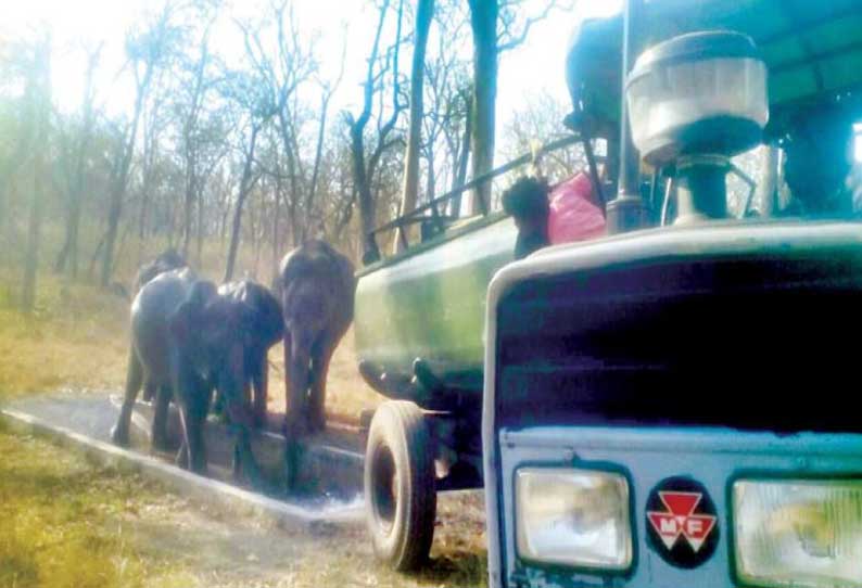 முதுமலை வனப்பகுதியில் உள்ள தொட்டிகளில் தண்ணீர் குடித்து தாகம் தணிக்கும் காட்டு யானைகள்