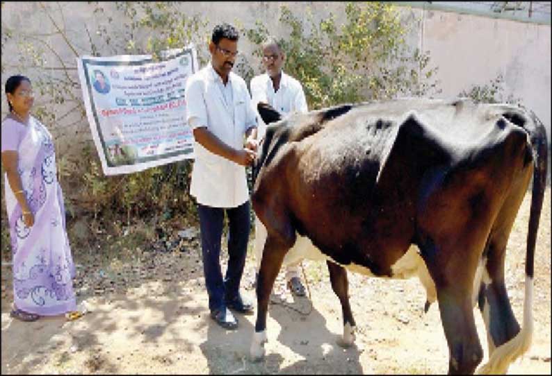 மொரப்பூர் சுற்றுவட்டார பகுதிகளில் கோமாரிநோய் தடுப்பூசி முகாம்