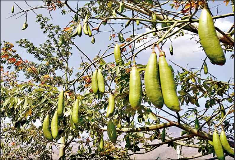 கம்பம் சுற்றுவட்டார பகுதிகளில் இலவம் காய் சீசன் தொடங்கியது