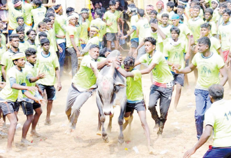 பூவாயிகுளத்தில் ஜல்லிக்கட்டு; 5 பேர் காயம் காளைகளை வீரர்கள் போட்டி போட்டு அடக்கினர்