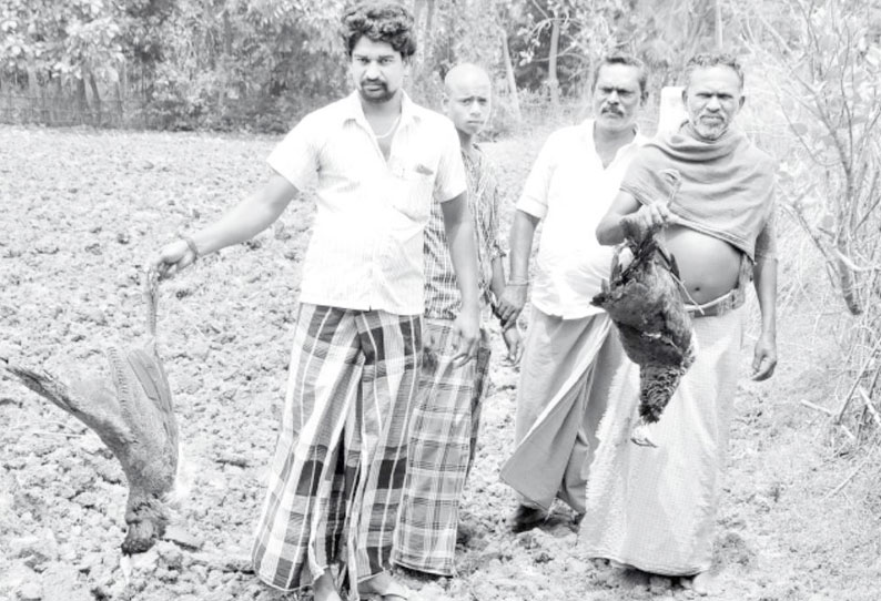 வி‌ஷம் வைத்து கொல்லப்படும் மயில்–ஆடு, நாய்கள் வனத்துறையினர் விசாரணை