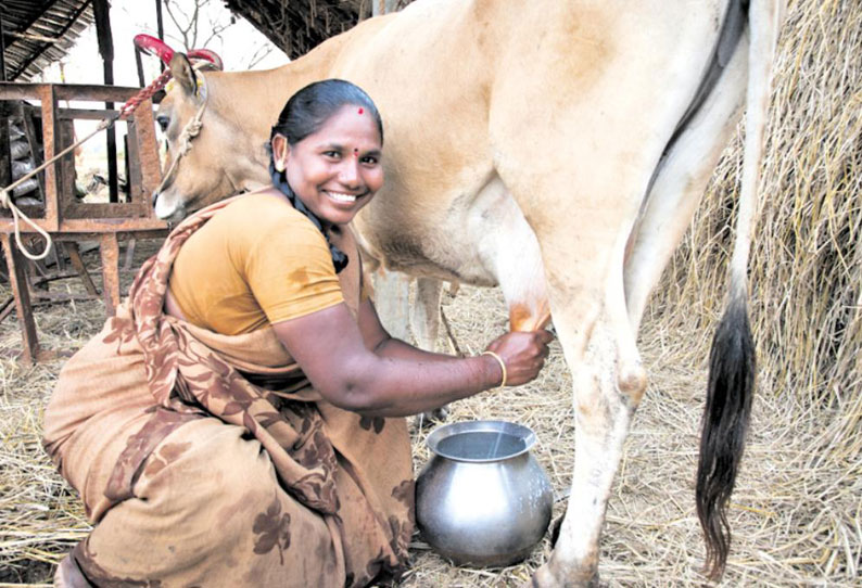 பெண்களுக்கான வேலைவாய்ப்புகள் - கறவை மாடு வளர்ப்பு