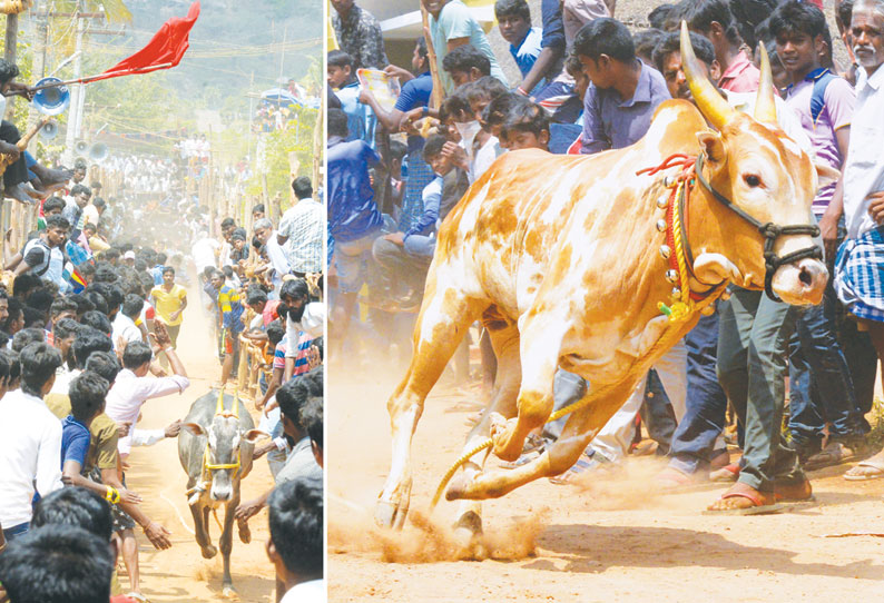 கோவில் திருவிழாவில் சீறிப்பாய்ந்த காளைகள் விலங்குகள் நலவாரிய அதிகாரிகள் கண்காணிப்பு