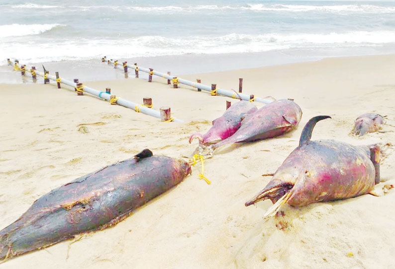 சீர்காழி அருகே கடற்கரையோரம் இறந்து கரை ஒதுங்கிய டால்பின்கள்