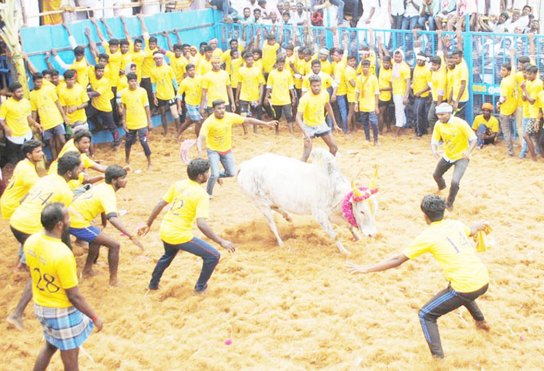 ஜல்லிக்கட்டு களத்தில் இறங்கி சீறிப்பாய்ந்த 859 காளைகள் போட்டி போட்டு அடக்க முயன்ற 16 வீரர்கள் காயம்