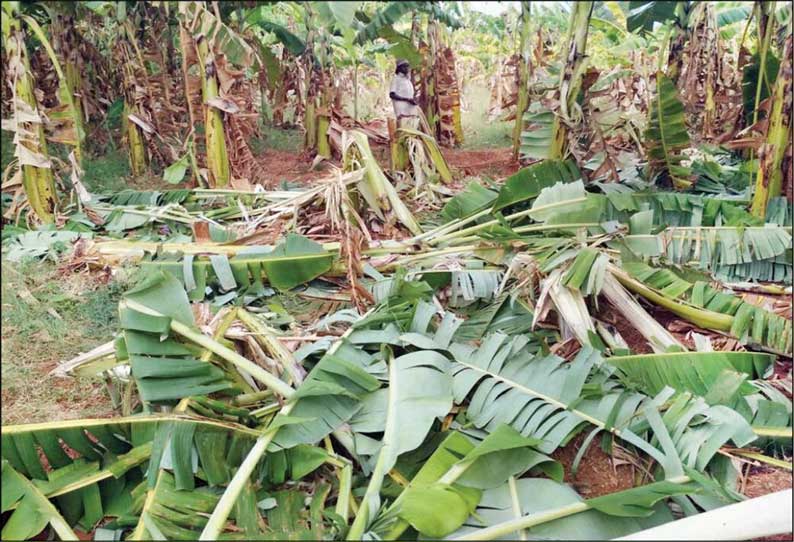 பவானிசாகர் அருகே தோட்டத்தில் புகுந்து யானைகள் அட்டகாசம்