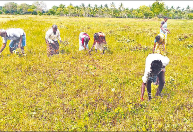 திருமருகல் பகுதியில் உளுந்து, பயறு மகசூல் குறைவால் விவசாயிகள் கவலை