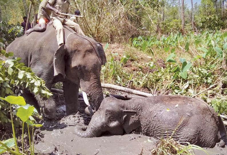 ரங்கசமுத்திரா கிராமத்தில் சேற்றில் சிக்கிய காட்டுயானை ‘கும்கி’கள் உதவியுடன் மீட்பு