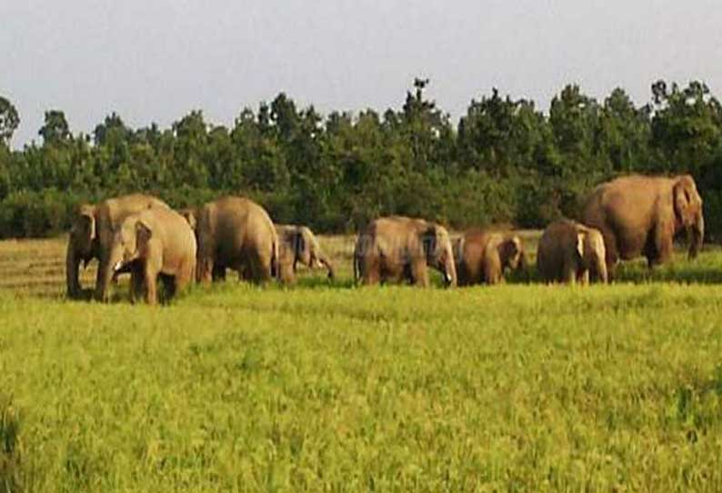 தேவாரம்-கோம்பை பகுதியில் விளைநிலங்களுக்குள் புகுந்து காட்டுயானைகள் அட்டகாசம்