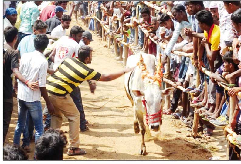 தட்டப்பாறை கிராமத்தில் காளை விடும் திருவிழா