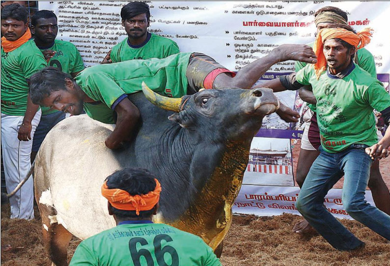 16 ஆண்டுகளுக்கு பிறகு மதுரை பழங்காநத்தத்தில் ஜல்லிக்கட்டு, மாடுகள் முட்டி 52 பேர் காயம்