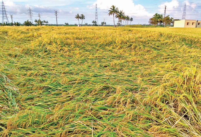 பாவூர்சத்திரம் அருகே நெற்பயிர்கள் மழைநீரில் மூழ்கின