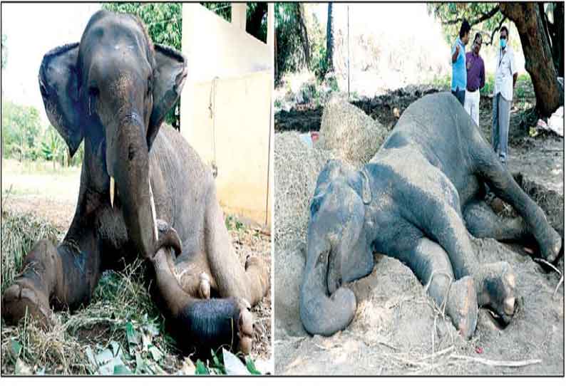 நோயால் அவதிப்படும் சேலம் சுகவனேசுவரர் கோவில் யானைக்கு தீவிர சிகிச்சை விரைவில் குணமடையும் என டாக்டர்கள் நம்பிக்கை