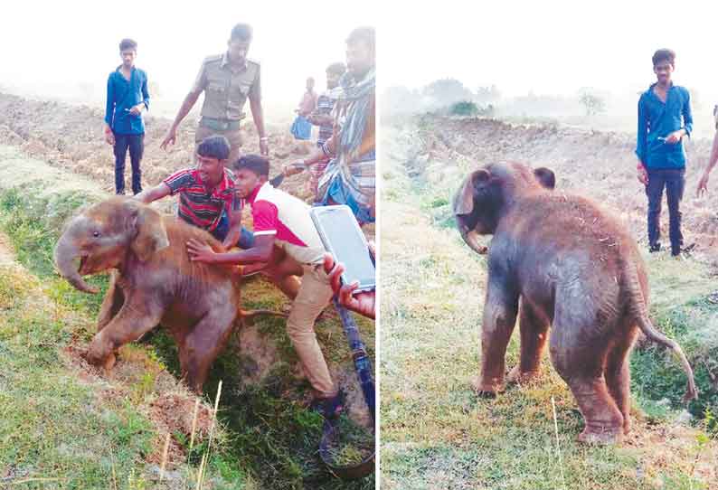 ராயக்கோட்டை அருகே குழியில் தவறி விழுந்த 2 மாத குட்டி யானை மீட்பு