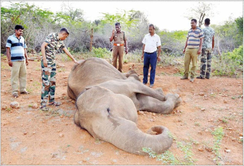 சிறுமுகை வனப்பகுதியில் உடல்நலக்குறைவால் பெண்யானை மயங்கி விழுந்து சாவு