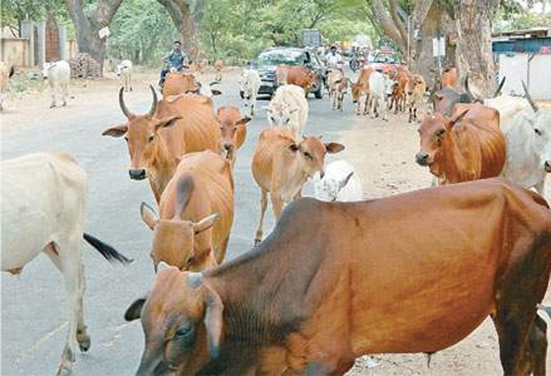 சாலைகளில் இடையூறாக விடப்படும் மாடுகளின் உரிமையாளர்களுக்கு ரூ.10 ஆயிரம் அபராதம் பெருநகர சென்னை மாநகராட்சி அறிவிப்பு